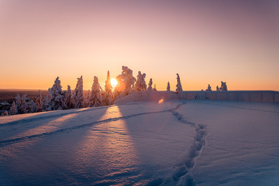 夕阳下的雪景，芬兰拉普兰冬天结冰的树木