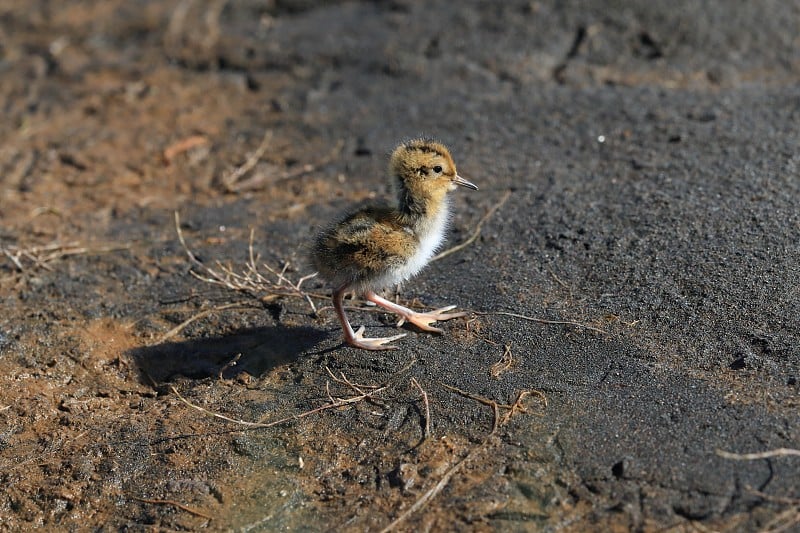 红颈phalarope (Phalaropus lobatus)雏冰岛