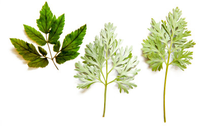 森林植物的干压散绿叶的油画插图，与阴影隔绝。照片处理