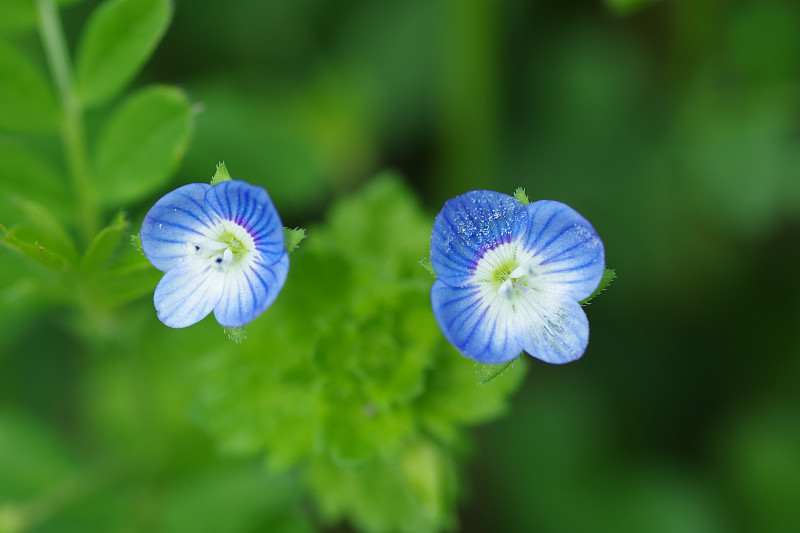 Veronica persica(波斯speedwell，兰格菲尔德，冬季speedwell)