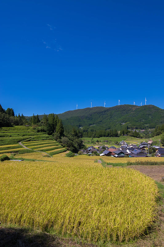 山茅灌丛梯田