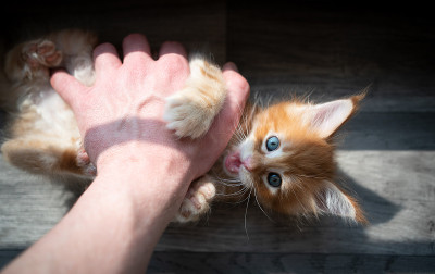 宠物主人和姜黄色小猫玩耍