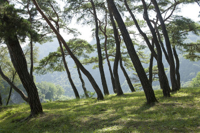 松树、cheongryeongpo