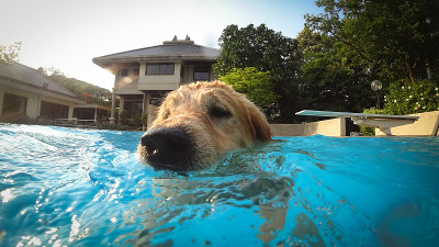 金毛猎犬幼犬在游泳池练习(水下视角)