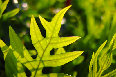 绿色天然植瘤蕨或帝王蕨背景