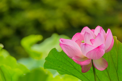 莲花