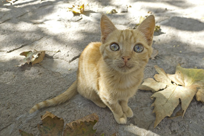 猫从希腊