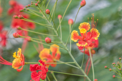 凯萨尔皮尼亚花
