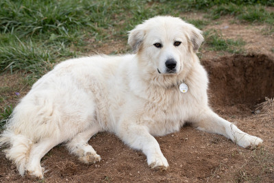 大白熊犬