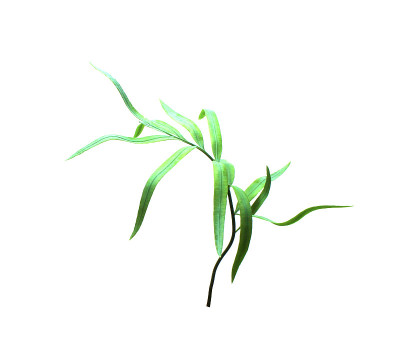 热带的绿色棕榈叶孤立在白色的夏季背景