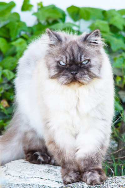 猫的肖像