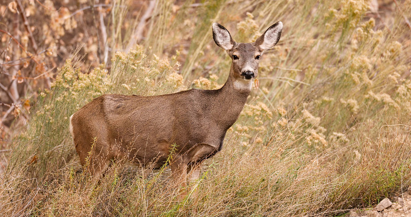 黑尾鹿(Odocoileus hemionus)是一种原产于北美西部的鹿;它的名字来源于它的耳朵，耳