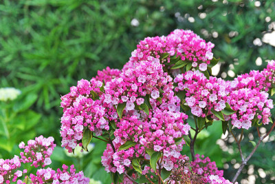 Kalmia