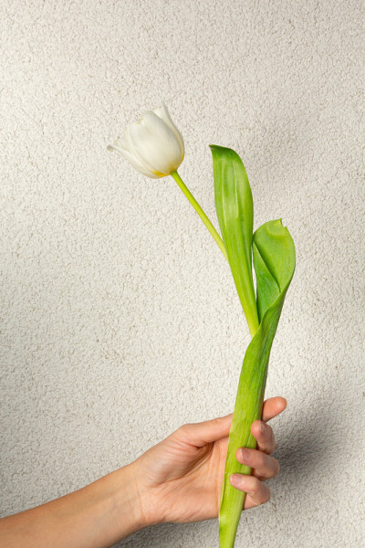 白色背景上的郁金香花束