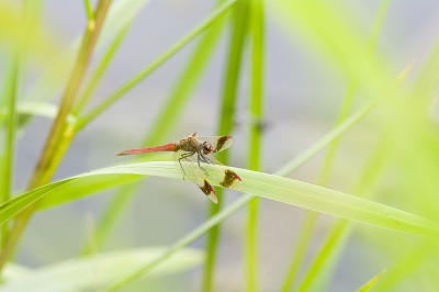 条带飞镖(合盆)雄