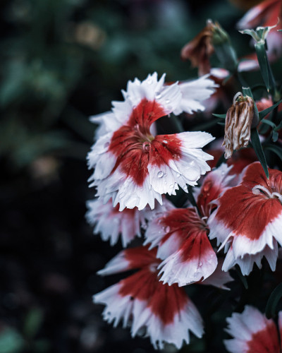 barbatus(甜威廉)花