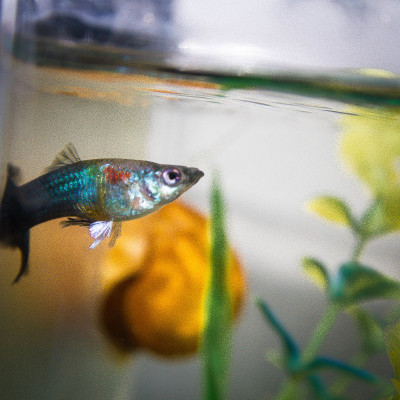 有孔雀鱼和蜗牛的家庭水族馆