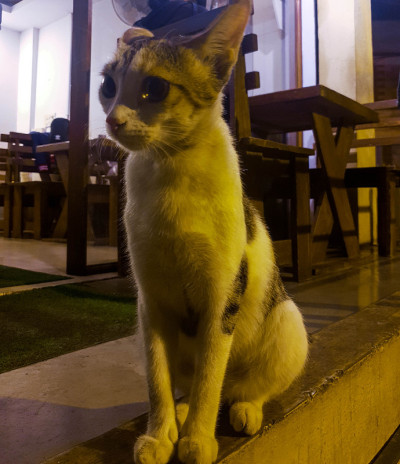 可爱的猫