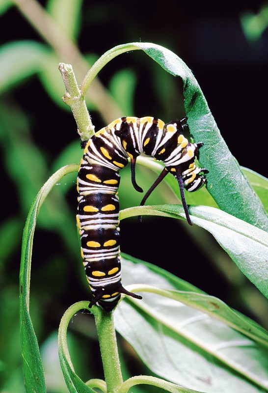 蝴蝶王后幼虫毛虫(Danaus Gilippus)