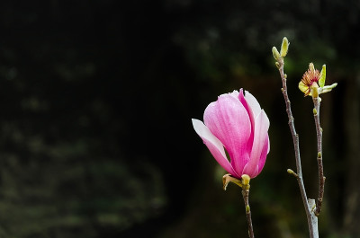 广玉兰(南方木兰)花，特写拍摄在深绿色的背景