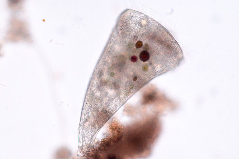 Stentor，有时被称为喇叭微生物，是一种滤食性异养纤毛虫属，是显微镜下废水中异养生物的代表。