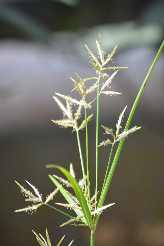 香附草，椰子草，爪哇草