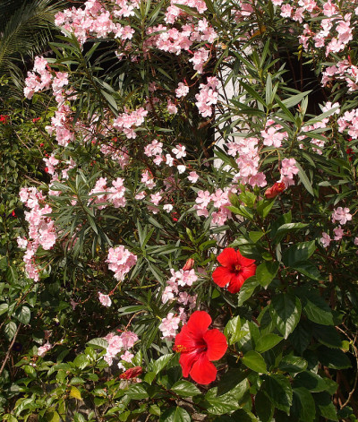 红色的芙蓉花在花园里