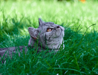草丛里的小猫。