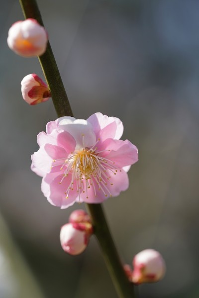 梅子“林芝盖”白色和粉红色
