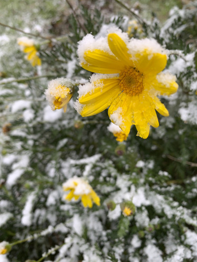 冰雪覆盖的花
