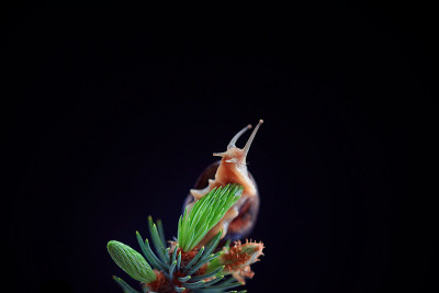 在黑色背景上的蜗牛微距照片