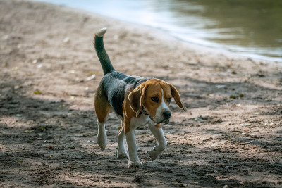 一只像小猎犬一样的狗在湖边的海滩上散步