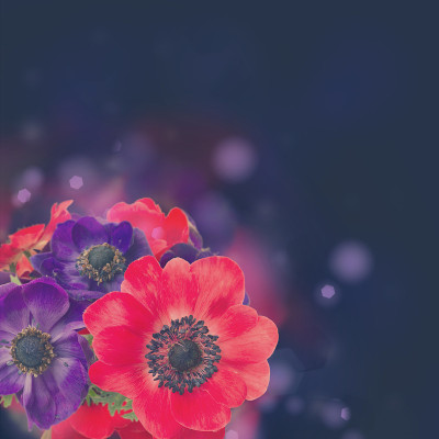 海葵花