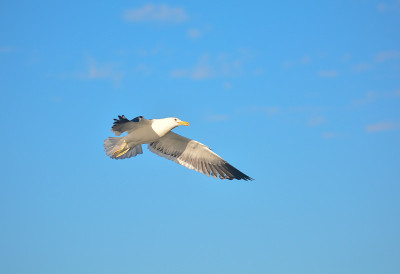 Gaivotão