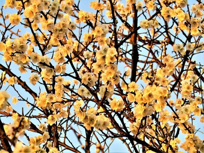 2月。日本。这些梅花其实是白色的。在初升的太阳的第一缕阳光中，它们变成了黄色。