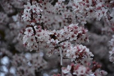 樱花的树。