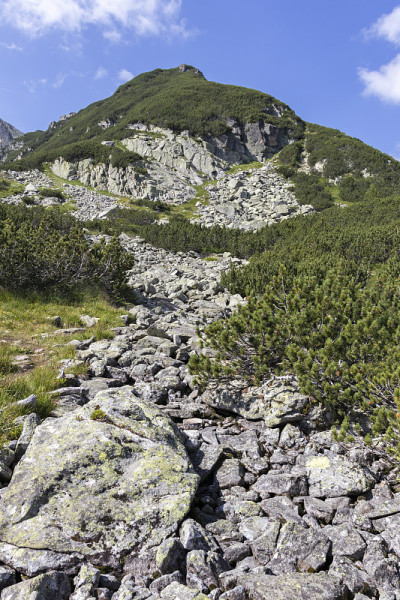 保加利亚瑞拉山骆驼峰周围的绿色山丘