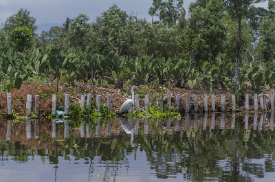 白鹭在Xochimilco的渠道