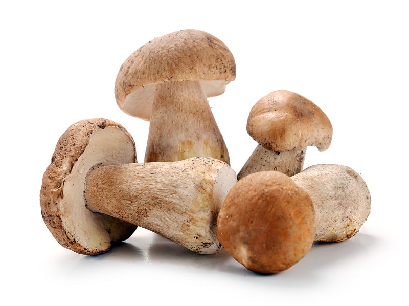 ceps mushrooms