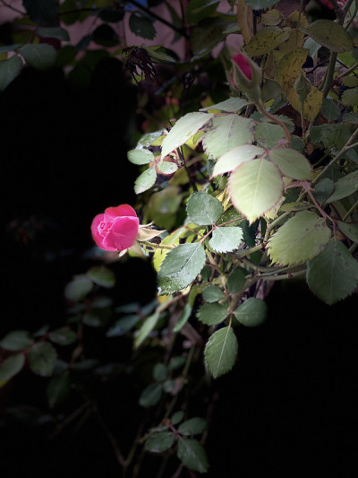 单瓣半花