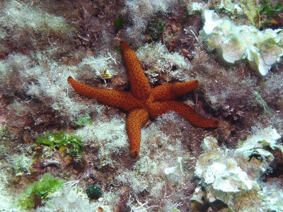 红海星松了下来