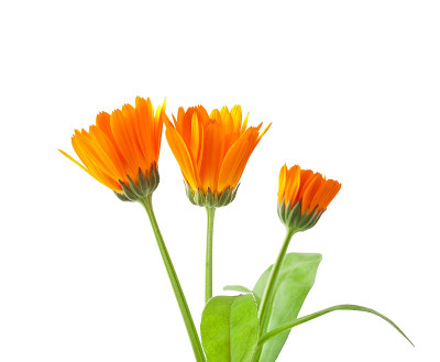 金盏花