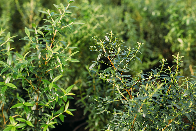 近距离观察温室盆栽植物