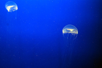 水母在水族馆