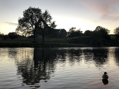 英国北约克郡斯基普顿郡，沃夫代尔郡，约克郡谷地，沃夫河谷，沃夫河上的一只鸭子在守望黄昏的波顿修道院