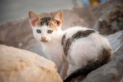 小猫
