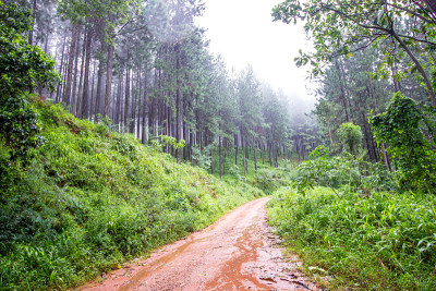 南非Magoebaskloof的一条土路，路的一边是郁郁葱葱的本地雨林，另一边是松树种植园。