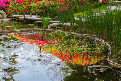巴黎日本花园小山上的红色杜鹃花的倒影(艾伯特·卡恩)。