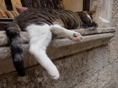 一只大公猫睡在珠宝店的橱窗上