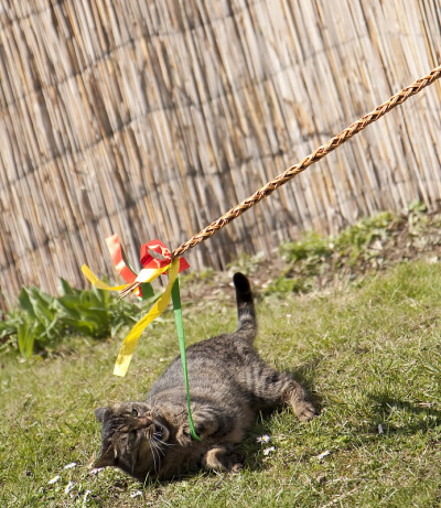 有趣的猫